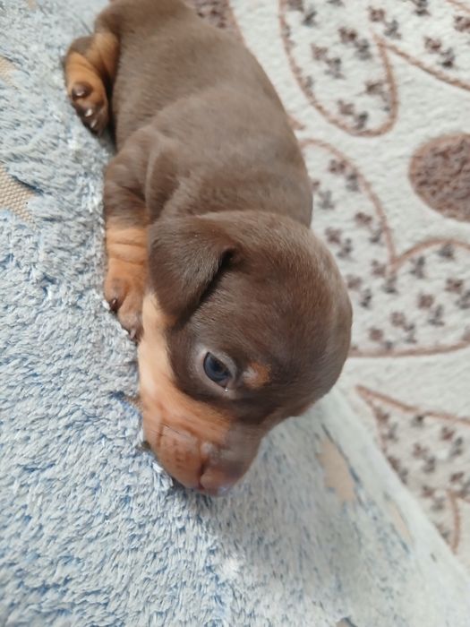 Мини Той -Пинчер  Милые мини Щеночки.