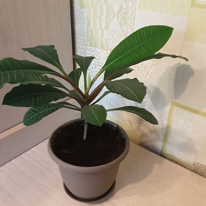 Комнатные цветы, алое