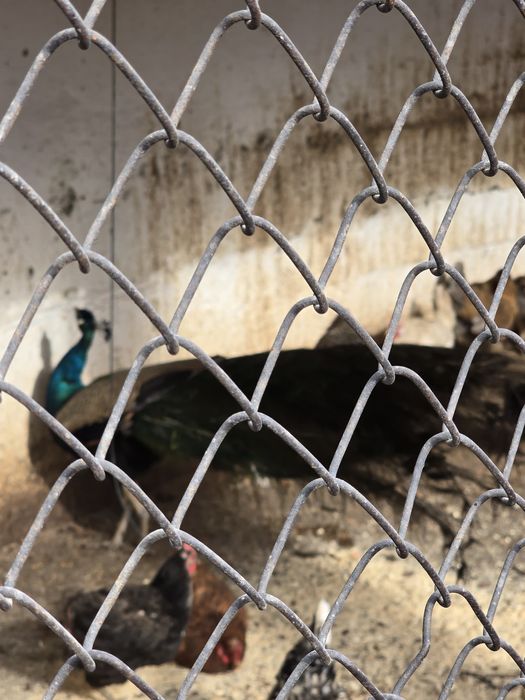 Павлин продаю срочно