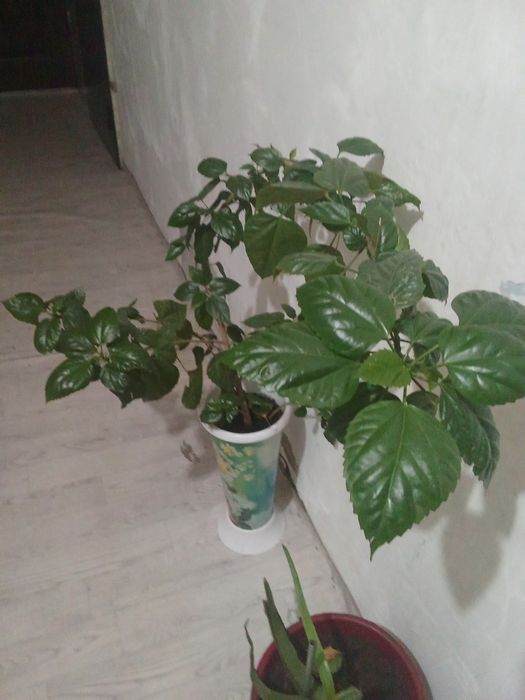 Китайская Роза  цветы