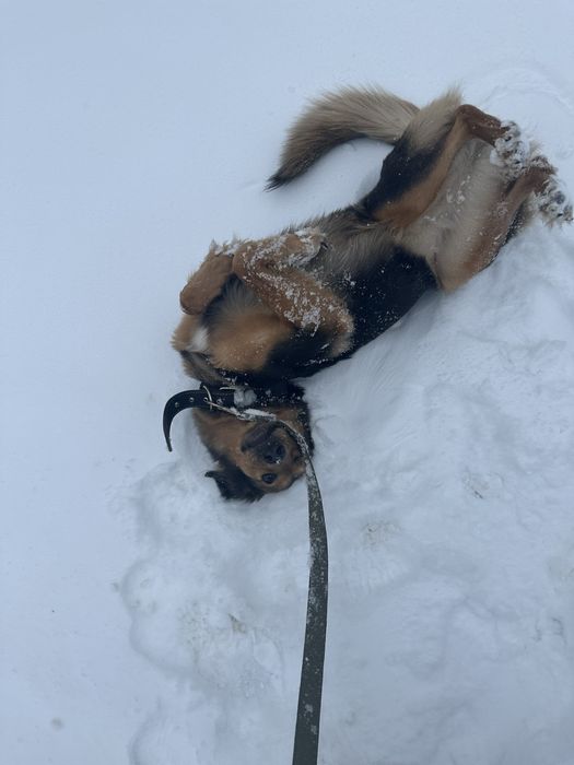 Срочно нужна передержка