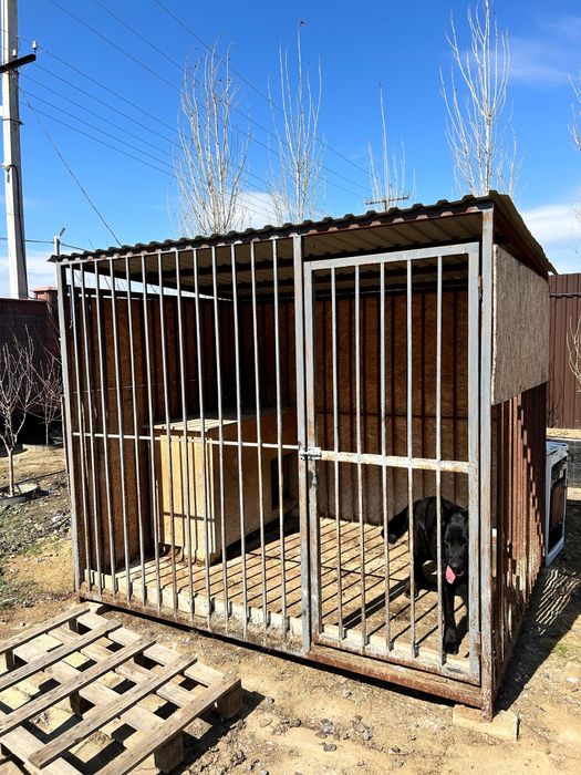 Черная немецкая овчарка кабель