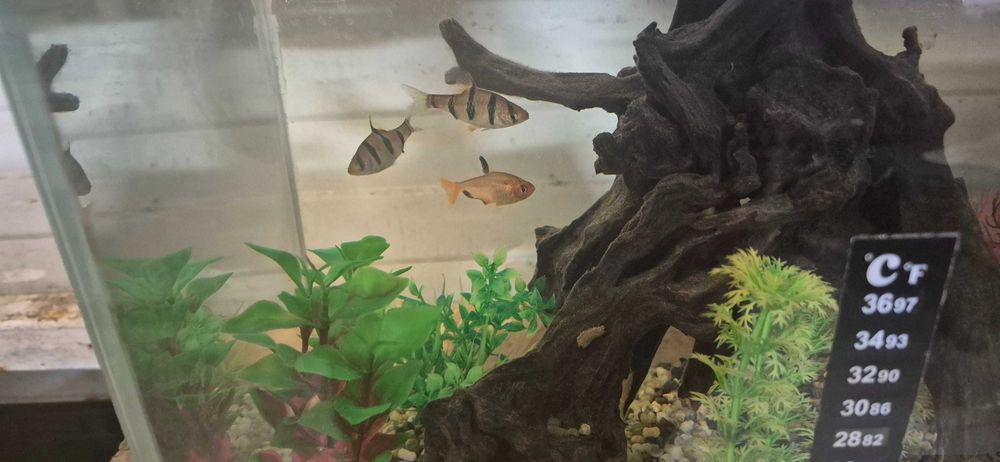 Рибки напълно здрави :)