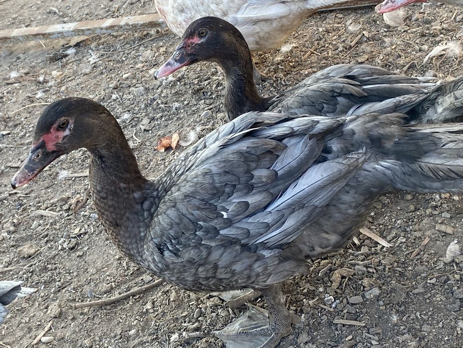 Лавандовые селезень шипуны