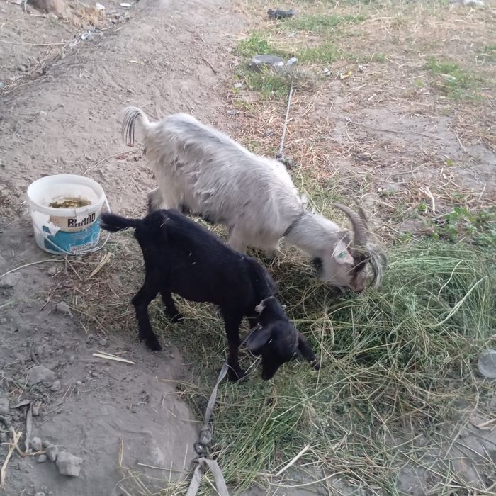 Echki ona bacha sotiladi