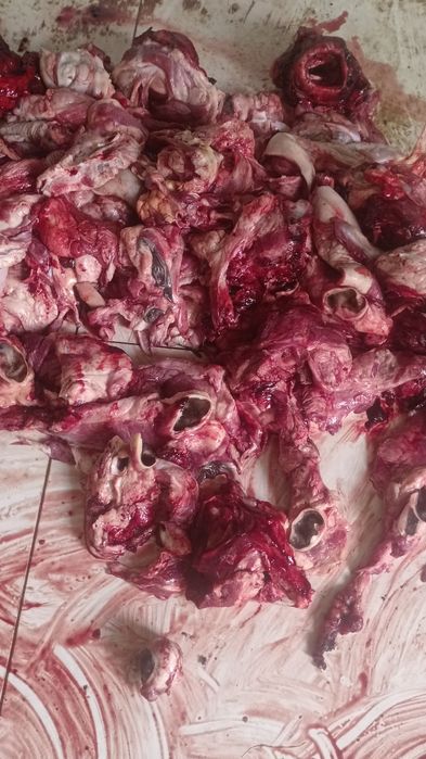 головной обрезки для собак