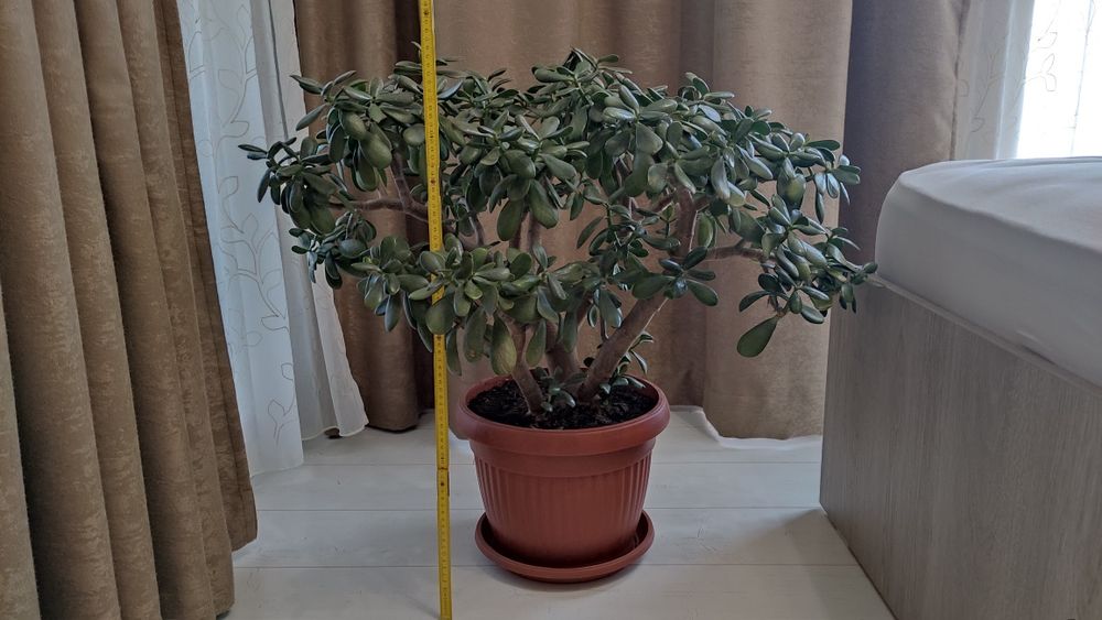 Дърво на живота 75 см