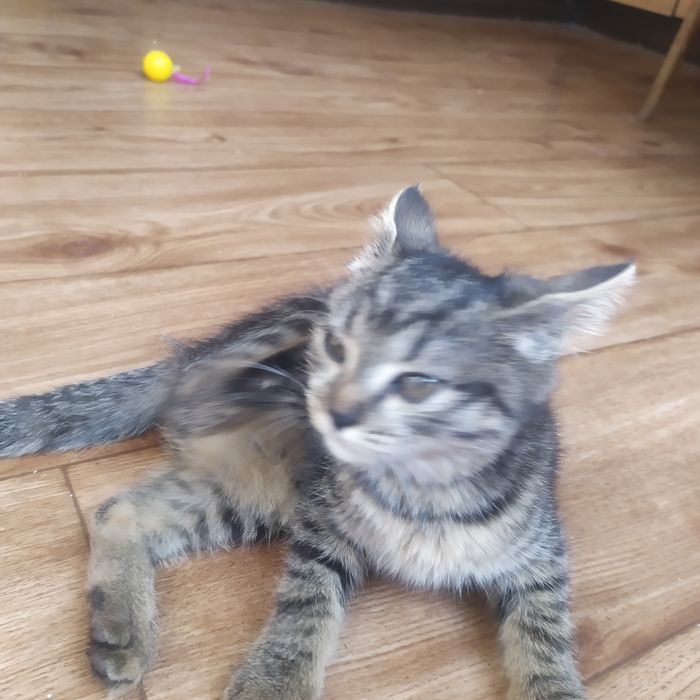 Очень красивая кошка