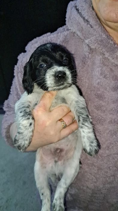 Отдам в добрые руки щенят