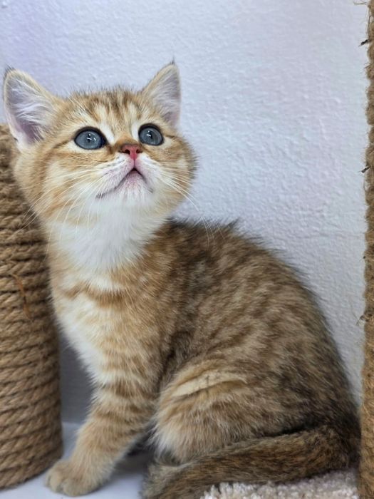 БриТашКи ОчаРоваШки