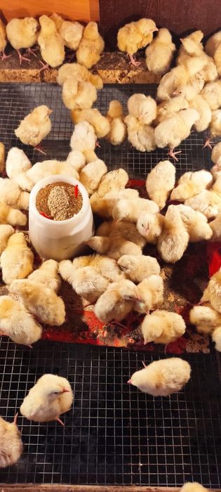 Продам бройлеров на