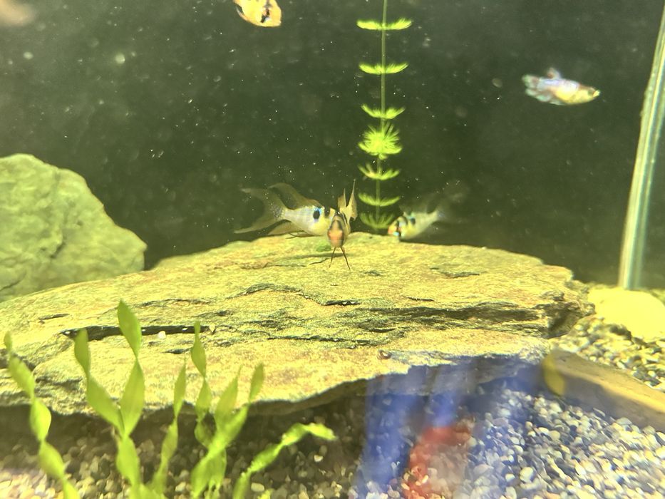 Продам рыбок красивых