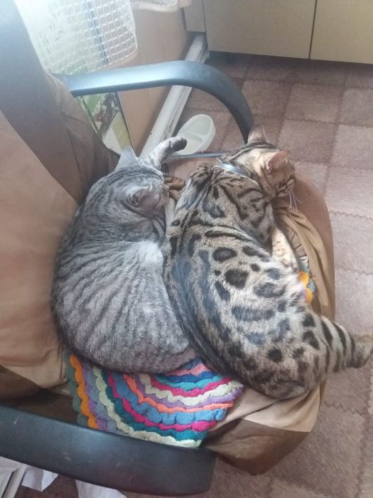 Продам породистых котят