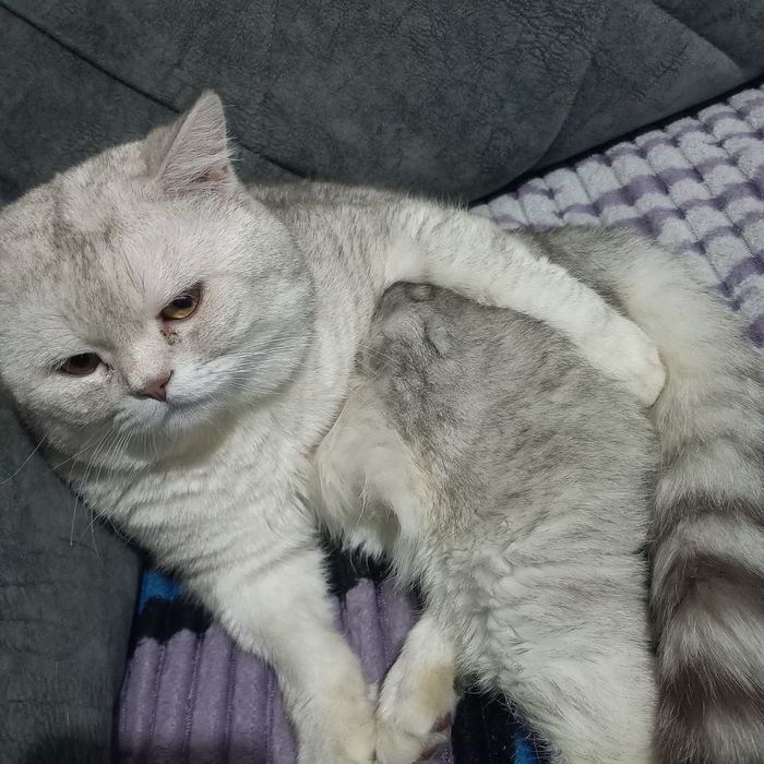 вязка британский кот