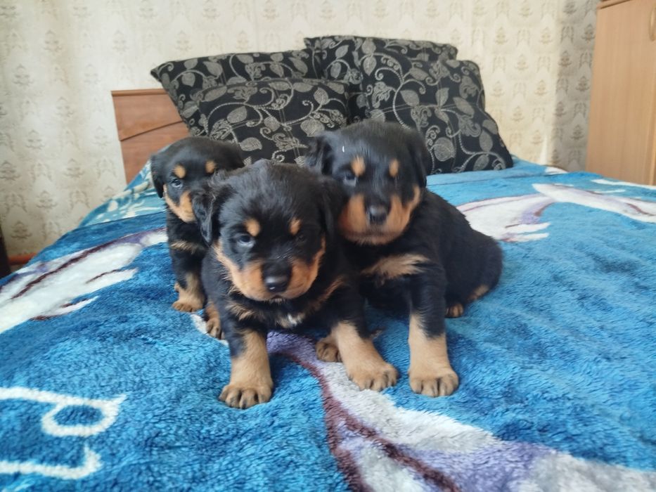 Продаются щенки ротвейлеровв
