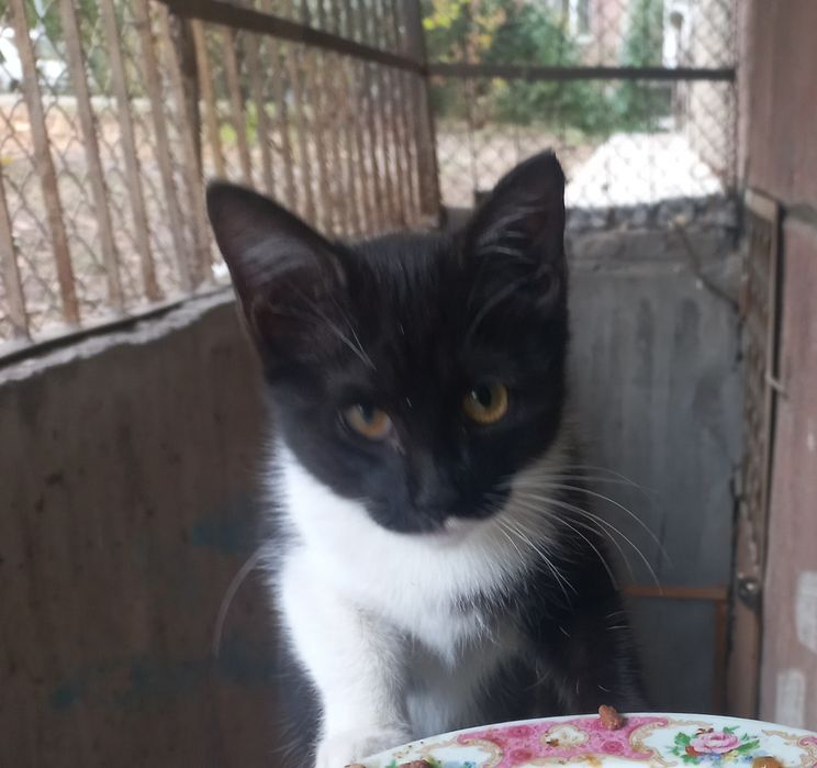 Котёнок в добрые руки
