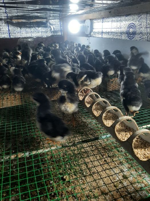 Qora Shaxzoda jojalari