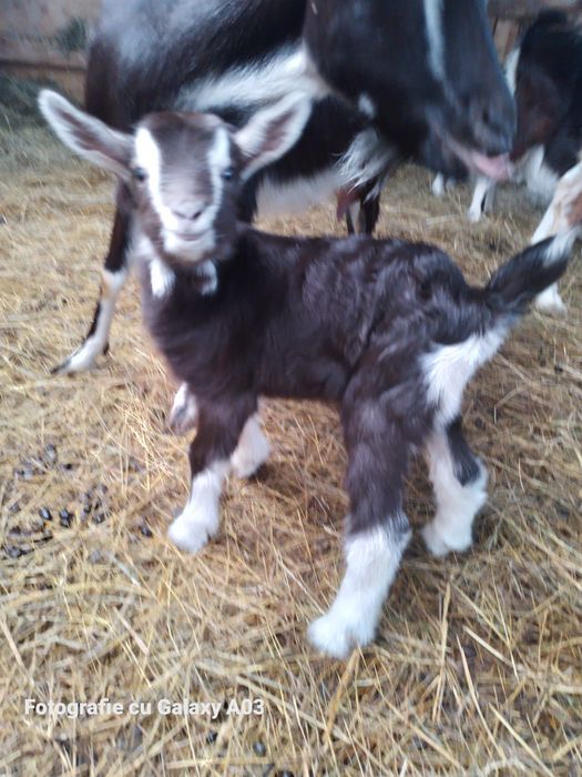 Capre tuggenburg și turingian