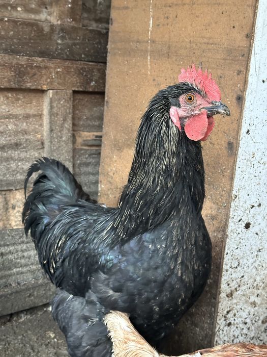 Cocosi austrolop si rate romanesti 8 luni