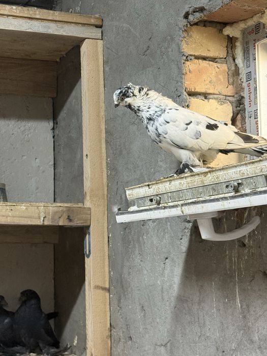 Продам голубей разных мастей