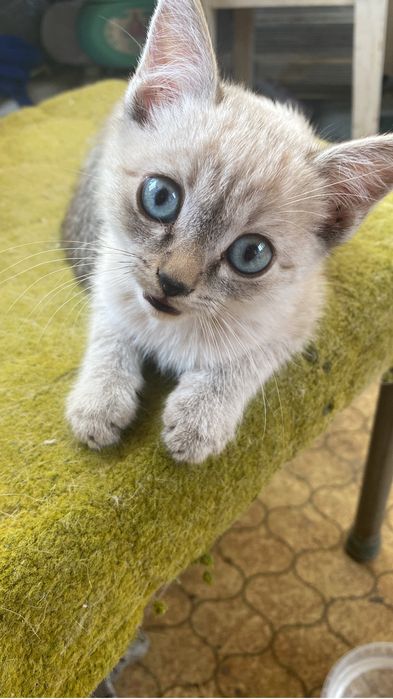 Котик в отвественные руки