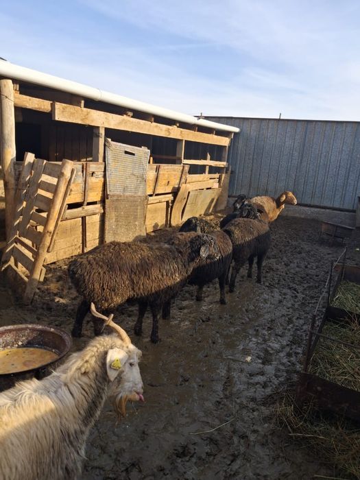 Гиссары тоқтылары