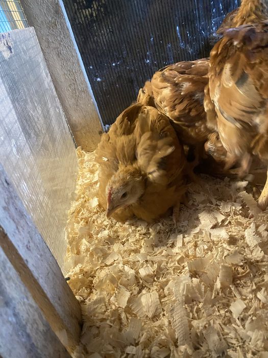 Pui de gaina  varsta 2 luni