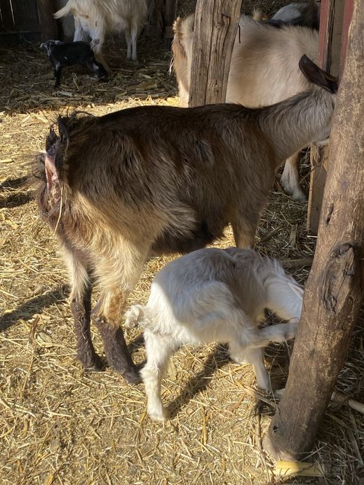 De vanzare capre fatate cu iedul langa ele si gestante