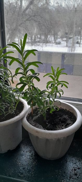 Розмарин пищевой .