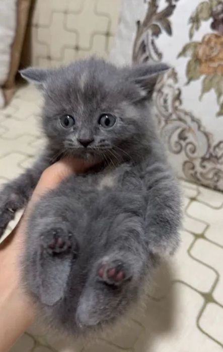 Милашки котята 1.5 мес