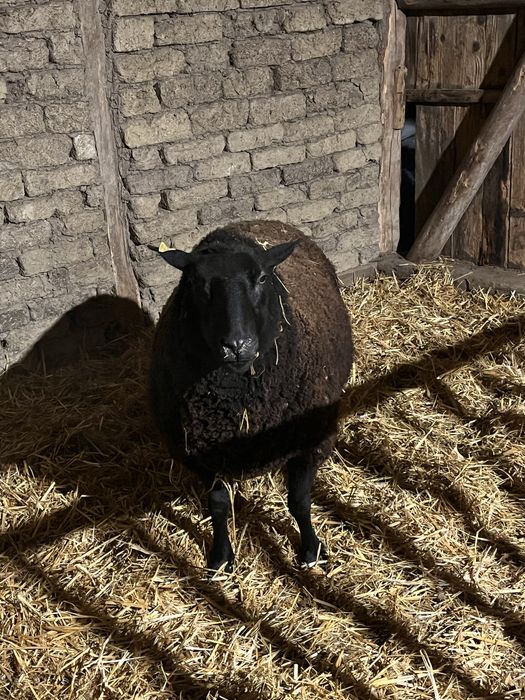 De vanzare oi si un berbec