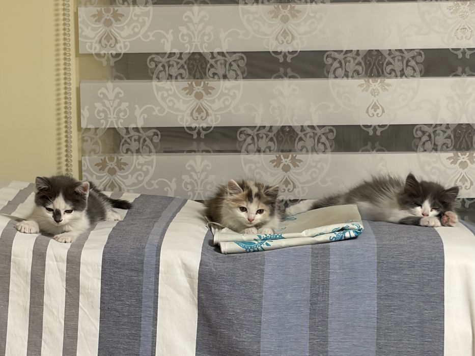 Отдам котят в хорошие руки