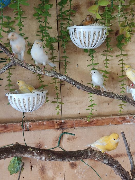 Канарейки самцы.