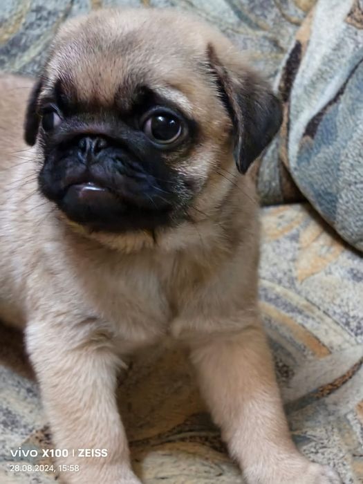 Продам щенков Мопса.