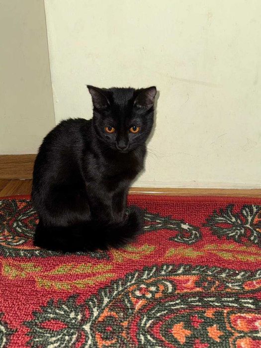 Aqilli mushukchalar uy mushukchalari (Hadiyaga Beriladi