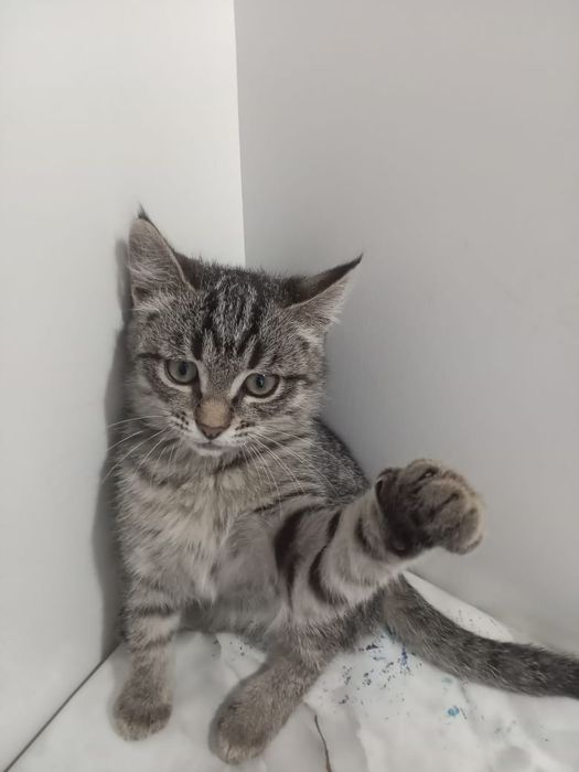 Отдам котёнка в добрые руки