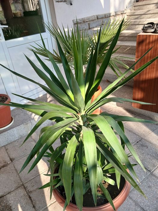 Продавам саксийни цветя