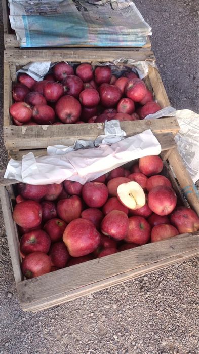 Яблоки 1 сорт АМЕРИКАНКА