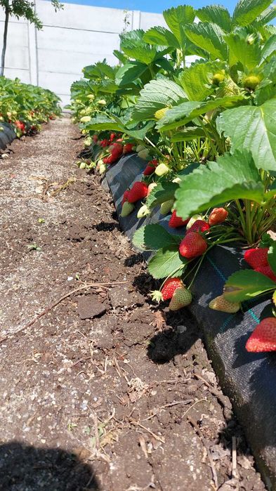 Butași Premium Mur fără țepe, Zmeur, Căpșuni remontant Albion, Smochin