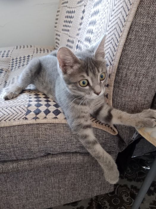 Отдам котят заботливым людям