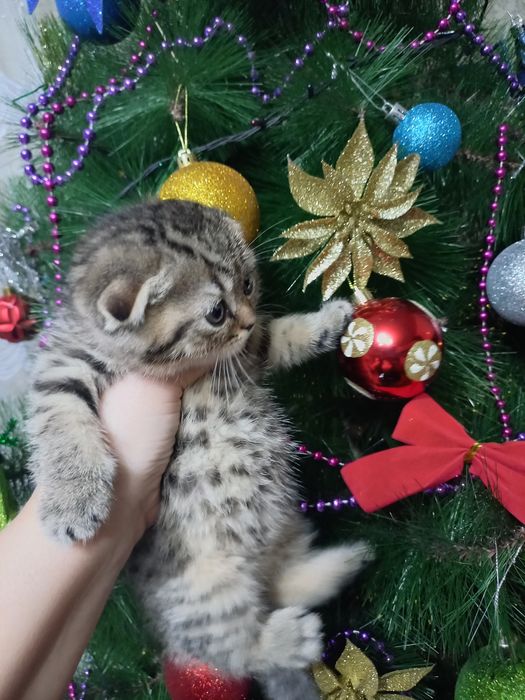 Продаются шикарные котята