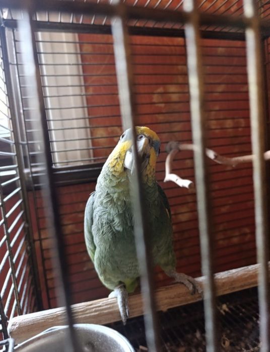 Попугай венесуэла амазони сотилади.