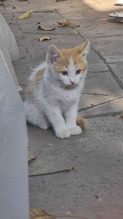 Отдам котят, бесплатно