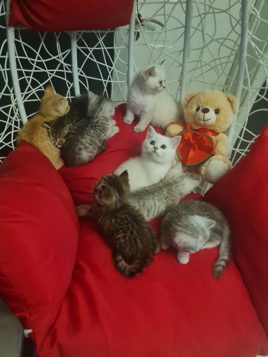 Късокосмести британчета