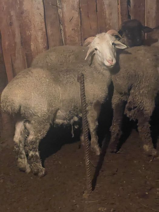 Бараны кой токты