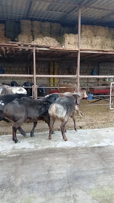 Qozi qochqorlar sotiladi