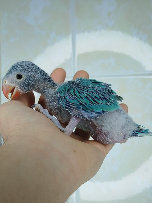 Ручной ожереловый попугай