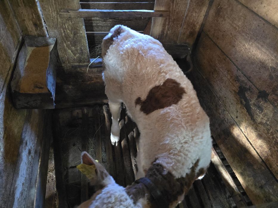 Vând două vițele Bălțată Românească