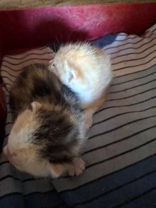 Бронь! Отдам хорошеньких, чистых котят в надёжное руки.