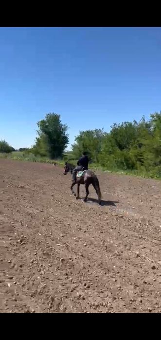 Мінгі дөнен, 3 жасар, айғыр, жуас